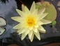 Preview: Seerose  Nymphaea Sulphurea